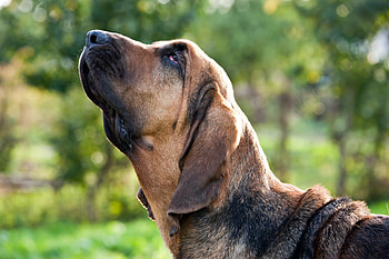 Bloodhound, Dog treats under $15, Pawtracks recommendations, Canine nutrition HD wallpaper