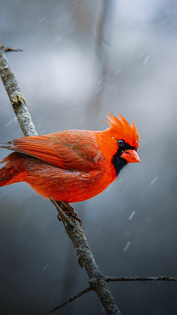 Birds on , Top-notch , Mobile exclusives, Feathered companions HD phone wallpaper