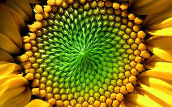 New Galactic Cycle: 8/25 – 9/6 ~ Power of The Yellow Seed ~ Your Life is a Garden HD wallpaper