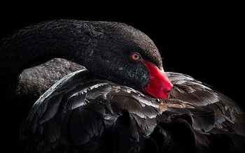 Animals, Feather, Bird, Beak, Black Swan HD wallpaper