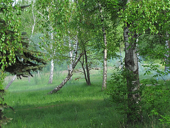 Landscape, Trees HD wallpaper