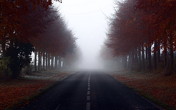 Nature, Trees, Road, Markup, Fog HD wallpaper