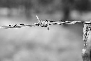 Macro, Bw, Chb, Wire, Weaving, Braiding, Ants HD wallpaper