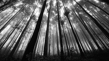 Black And White Anime Forest 3 Wide . Black And White Anime Forest 3 Wide HD wallpaper
