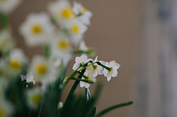 Flowers, Narcissussi, Plant, Spring HD wallpaper