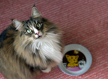 Where's my dinner, servant?, dinner, servant, cat, plate HD wallpaper