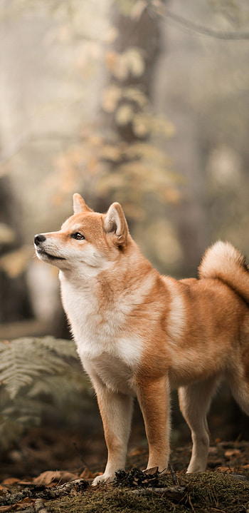 Galaxy dogs , Cosmic canines, Space-themed, Intergalactic adventure HD phone wallpaper