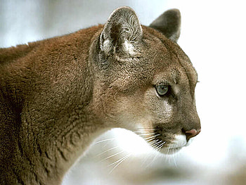 Mountain Lion, cats, puma, animals, cougar HD wallpaper