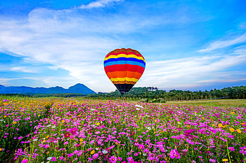 Balloon over a flowers field, sky, flowers, balloon, cosmos, spring, aerostat, colorful, beautiful, summer, field HD wallpaper