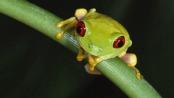 Grass, Leaves, Macro, Eyes, Frog HD wallpaper