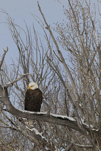 Animals, Bird, Wood, Tree, Branches, Eagle, Bald Eagle, White-Headed Eagle HD phone wallpaper