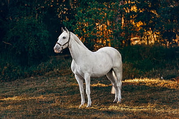 A beautiful white horse standing in a sunny countryside meadow, highlighting its grace and elegance. HD wallpaper