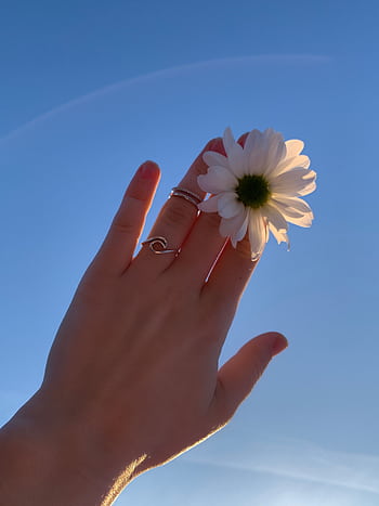 A hand adorned with rings holds a white daisy against a clear blue sky, highlighting simplicity and elegance. HD phone wallpaper