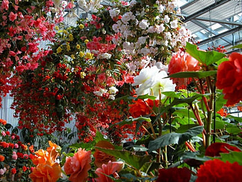 Amazing Begonias, springtime, flowers, begonias, greenhouses HD wallpaper