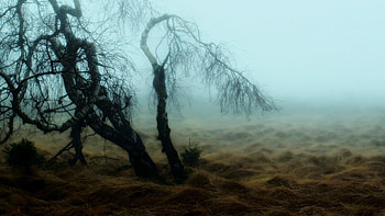 awakening, grass, spring, tree HD wallpaper