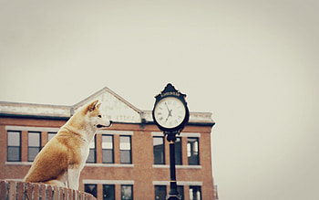 Railway station, Hachi: A Dog's Tale HD wallpaper