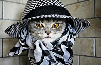 Sherlock Holmes :), kitten, kitty, cats, cute, beautiful, paws, cat face, pretty, face, lovely HD wallpaper