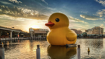 Rubber Duck HD wallpaper