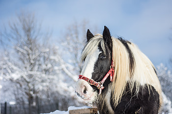 Animals, Winter, Horse, Stallion HD wallpaper