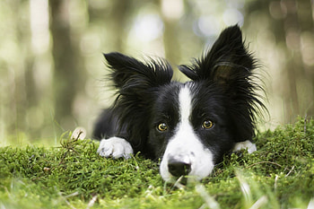 Collie , Canine beauty, Border Collie background, Stunning visuals HD wallpaper