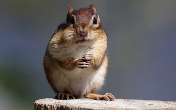 Animals, Rodents, Chipmunks HD wallpaper