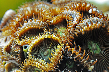 Macro, Close-Up, Exotic, Sea Anemone HD wallpaper