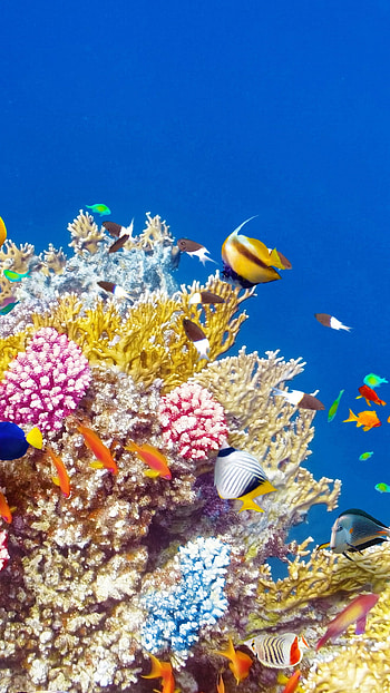 Vibrant underwater world, Tropical fish spectacle, Coral reef beauty, Colorful aquatic life HD phone wallpaper