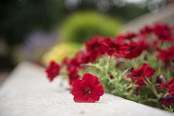 Summer Red, tiny flower, pretty flower, red, red flowers, red flower HD wallpaper