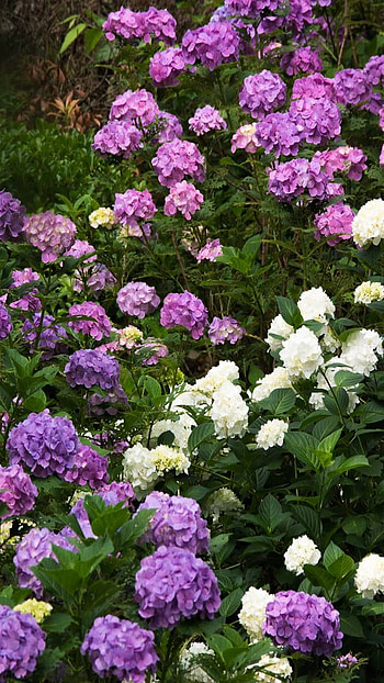 white, purple, flower, earth, nature HD phone wallpaper