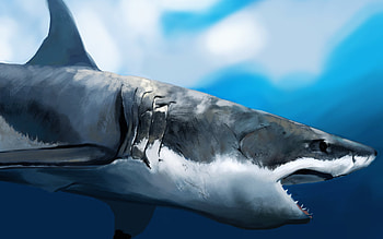 Animals, Sharks HD wallpaper