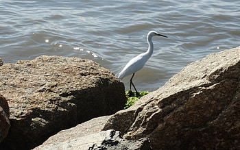 Egret by Ocean, egret, bird, rocks, ocean HD wallpaper