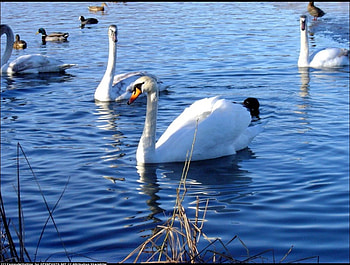 Swans-for Ahava, lakes, swans, white, birds, animals, water, beauty HD wallpaper