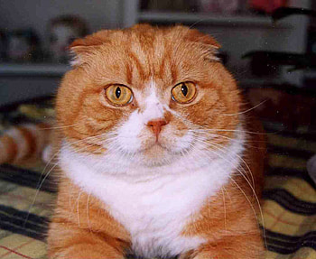 Big Red Kitty, kitty, big, scottish fold, red, cat HD wallpaper