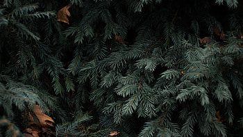 Spruce branches, Green nature , Leaves illustration, Nature HD wallpaper