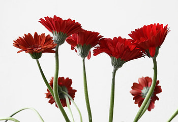 Daizys, petals, flower, red, gerbra HD wallpaper