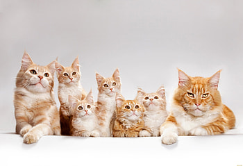 Maine Coon Family, Coon, Maine, cat, Family HD wallpaper