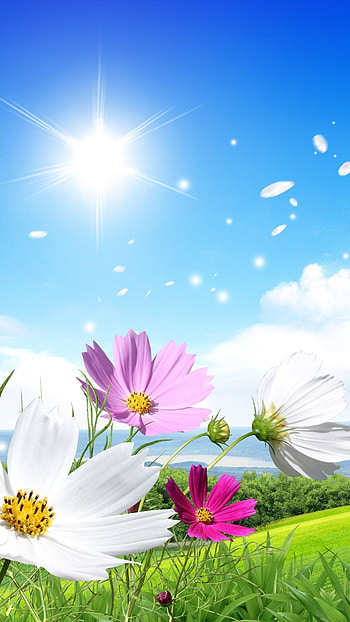 May Background, Sunrise Morning HD phone wallpaper