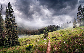 mountain path, forest, fog, morning, mountains, green trees, environment, protect the forest HD wallpaper