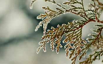 Plants, Background HD wallpaper