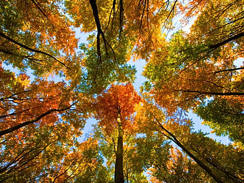 October canopy, canopy, trees, autumn, orange, gold HD wallpaper