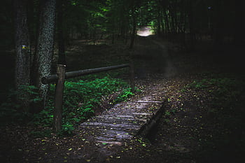 A dark and mystical forest path featuring a wooden footbridge, creating a serene nature scene. HD wallpaper