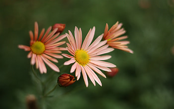 Fall Flowers, botanical, garden, beautiful, nature, flowers HD wallpaper