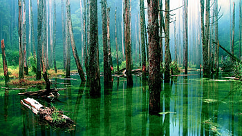 flooded forest, flood, graphy, nature, water, forest HD wallpaper