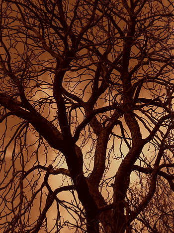 Nature, Sunset, Sky, Silhouette, Wood, Tree, Branches HD phone wallpaper