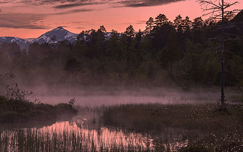 Nature, Rivers, Grass, Forest, Fog HD wallpaper