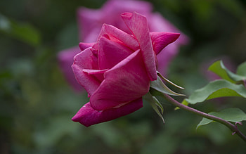Plants, Flowers, Roses HD wallpaper