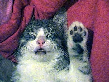 Hi, I'm new here, kitten, relaxed, paw, sleep HD wallpaper