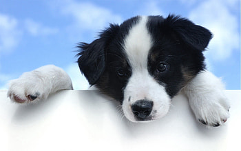 Animals, Background, Dog, Muzzle, Spotted, Spotty, Sight, Opinion HD wallpaper