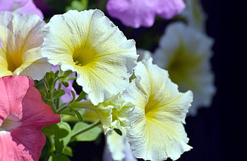Flowers, Bright, Multicolored, Close-Up, Colorful, Petunia HD wallpaper