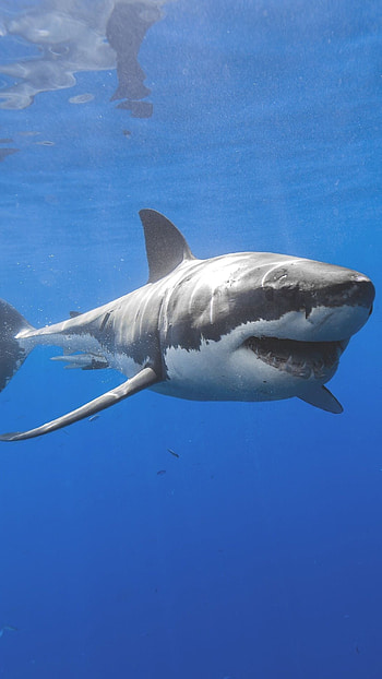 Shark, Dangerous Fish HD phone wallpaper